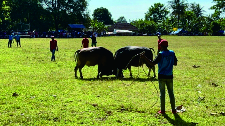 Observation of the Tok-Tok Cattle Contest to Increase Ecotourism Potential on Bawean Island 