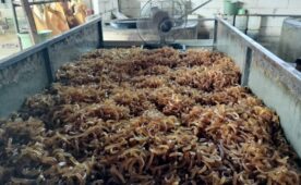 Faculty of Animal Science and PT. Java Mandiri Wagir Conducts Collaboration Research to Increase Potential Quality of Cowhide Rambak Crackers