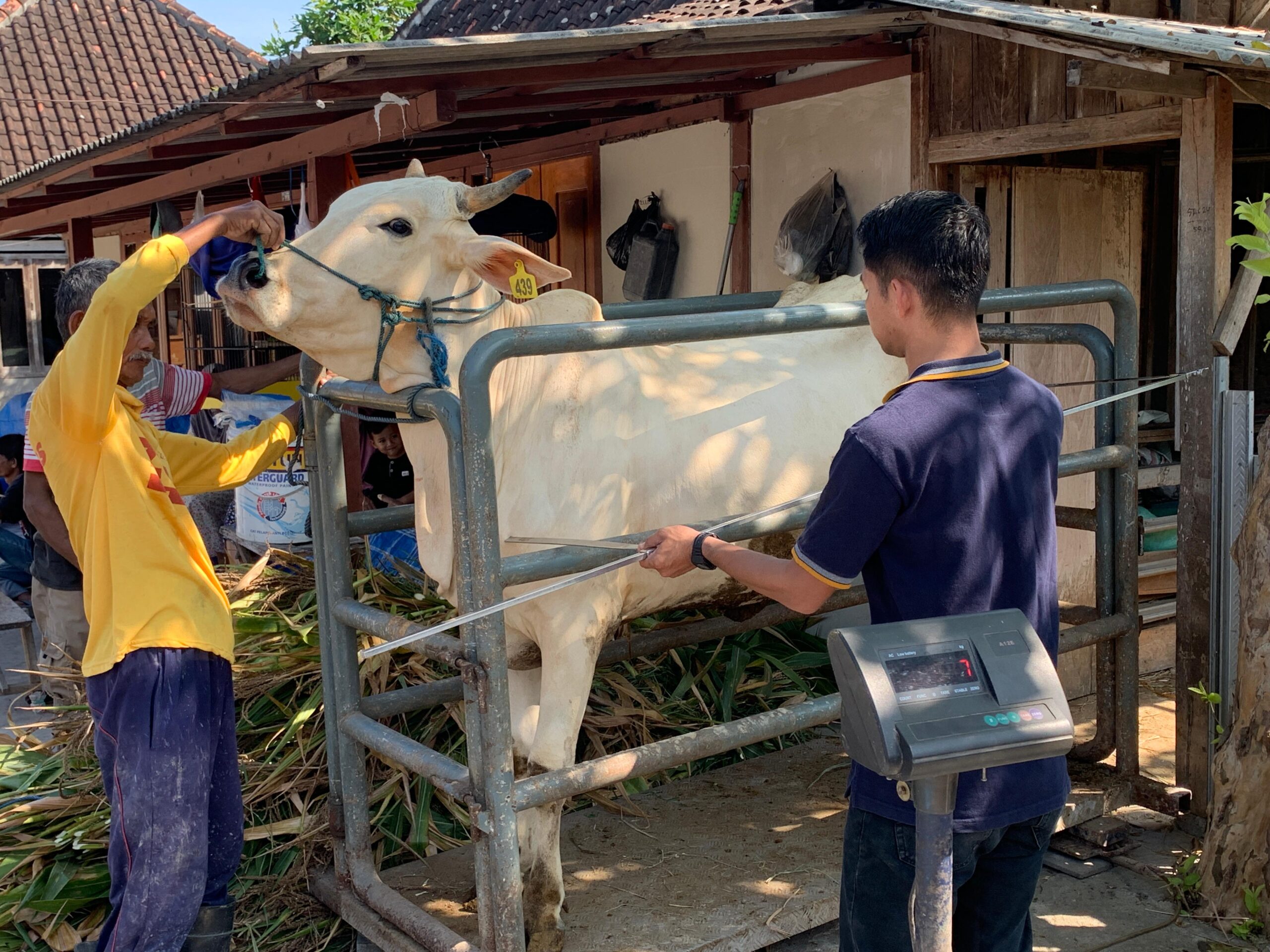 Performance Test of PO Cattle in the Seed Source Area of Bojonegoro Regency to Support Food Self-Sufficiency